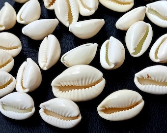 Witte kaurischelpen, kaurischelpkralen, bulk kauri's, natuurlijke schelpen, kaurischelpen, schelpen, sieraden benodigdheden, Shiva schelpen groothandel