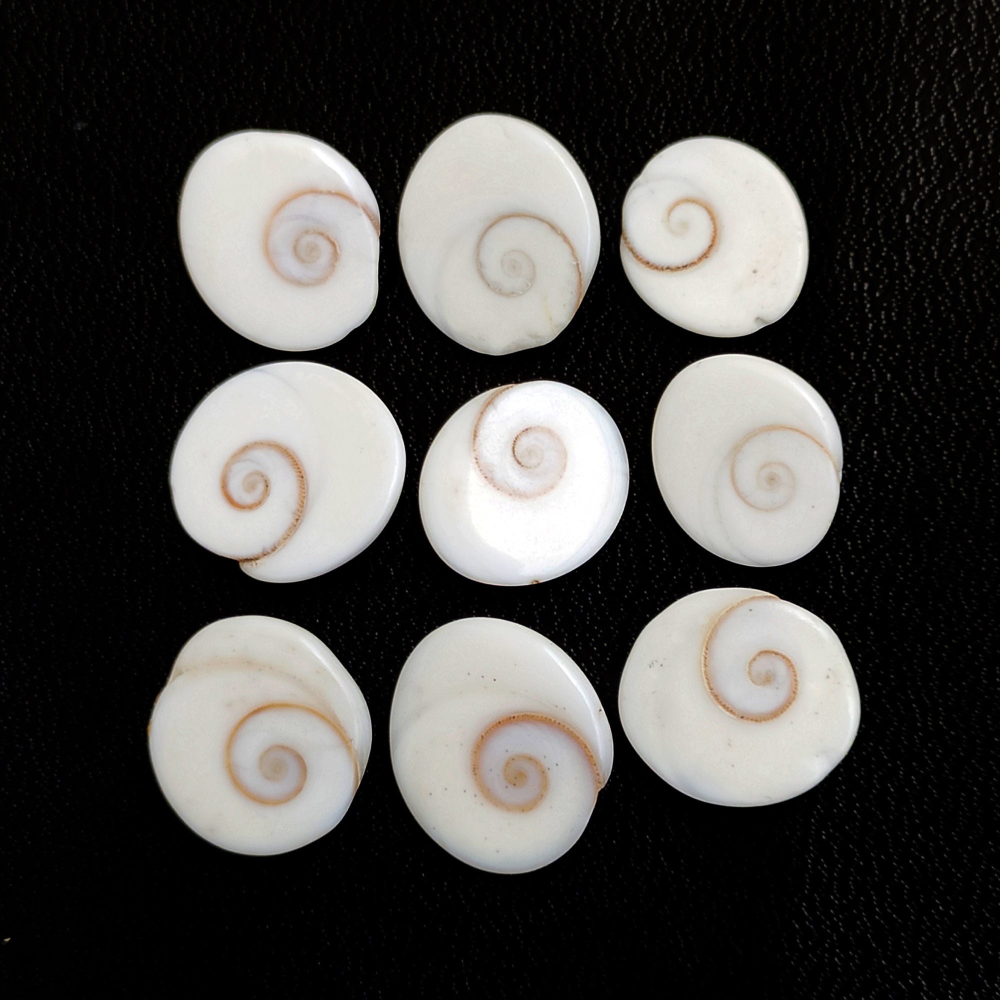 Shiva Eye Shell Gemstone, Shiva Shell Cabochon, Shiva Shell Healing ...