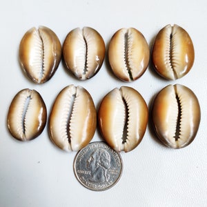Cowrie Shell Cabochon, Chunky Sea Shell Stone Wholesale lot, Shiva Shell Loose Gemstones for Jewelry Mix Size/Shapes Stone Per Carats