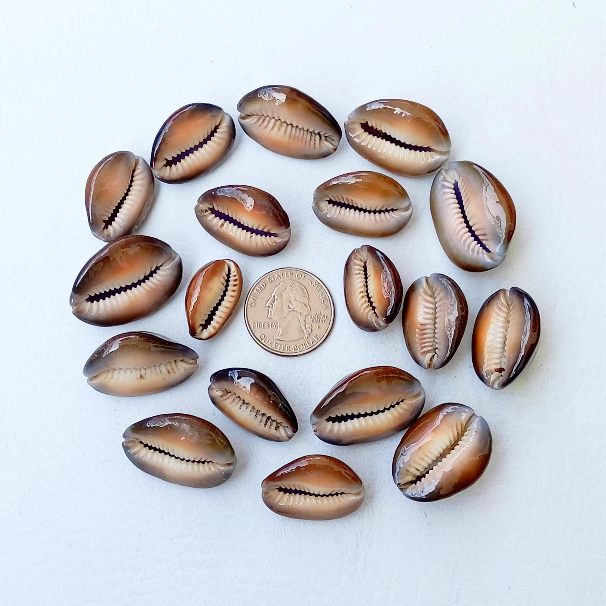 Cowrie Shells, Cowrie Shell Beads, Bulk Cowries, Natural Shells, Cowrie ...