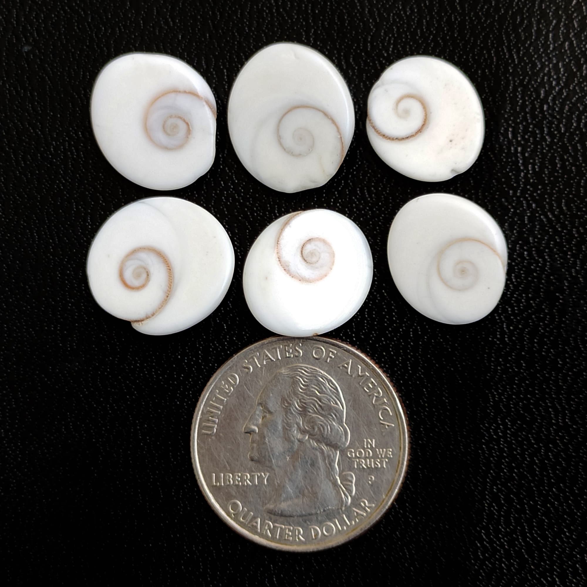 Shiva Eye Shell Gemstone, Shiva Shell Cabochon, Shiva Shell Healing ...