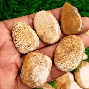 AAA Fossil Coral Cabochon: Natural Gemstone for Jewelry Making