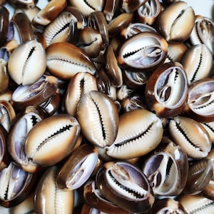 Cowrie Shell Cabochon, Chunky Sea Shell Stone Wholesale lot, Shiva Shell Loose Gemstones for Jewelry Mix Size/Shapes Stone Per Carats