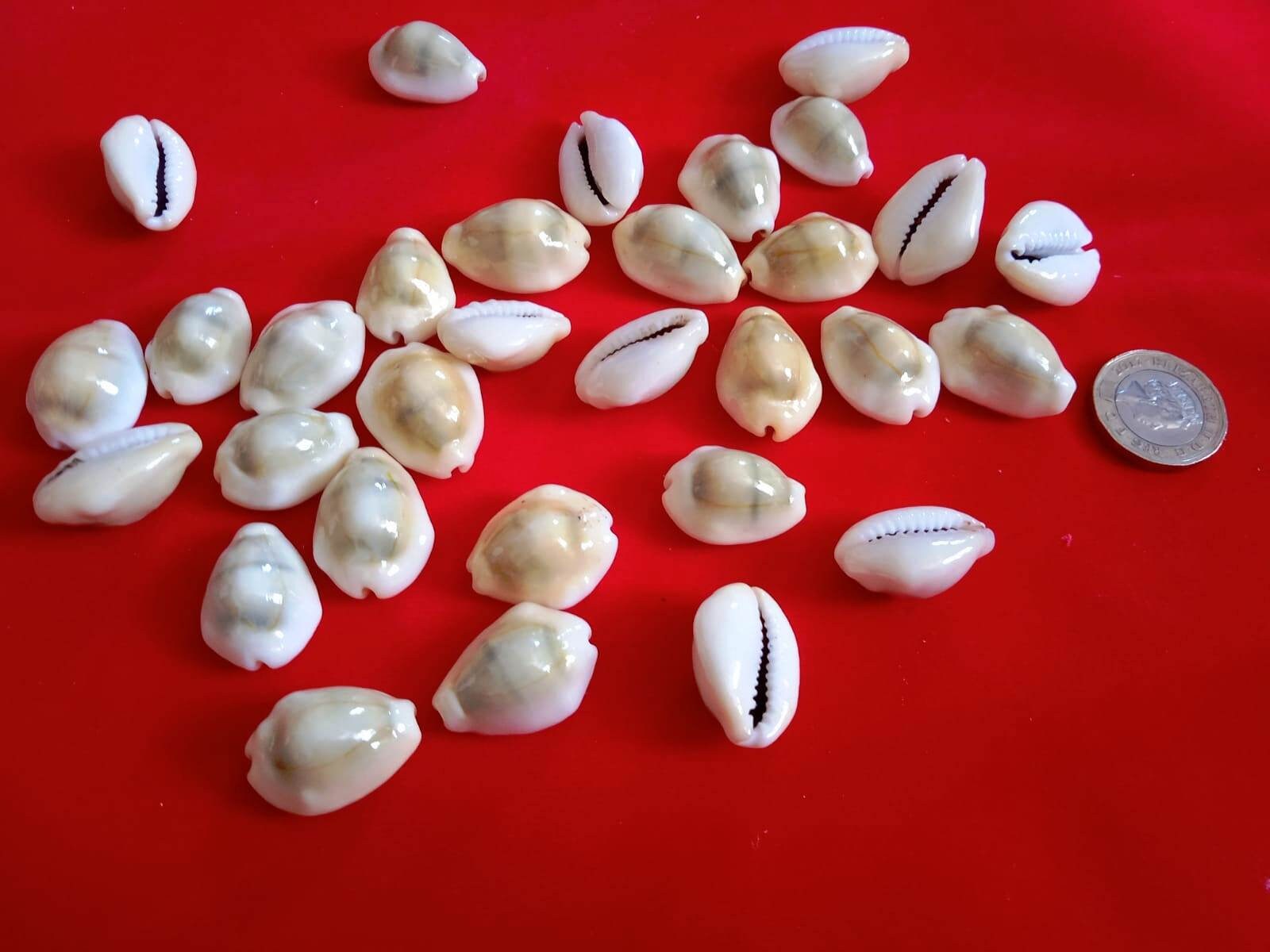 Shell Laxmi Gomati Chakra Shells: Lakshmi Pooja, Wealth, and Prosperity - Etsy UK