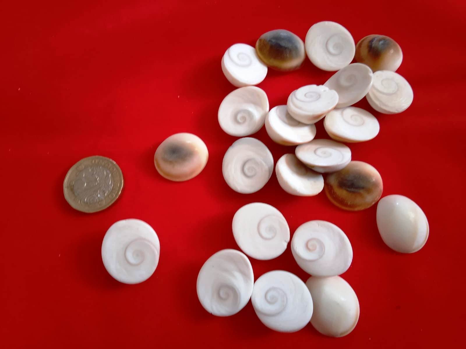 Shell Laxmi Gomati Chakra Shells: Lakshmi Pooja, Wealth, and Prosperity - Etsy UK