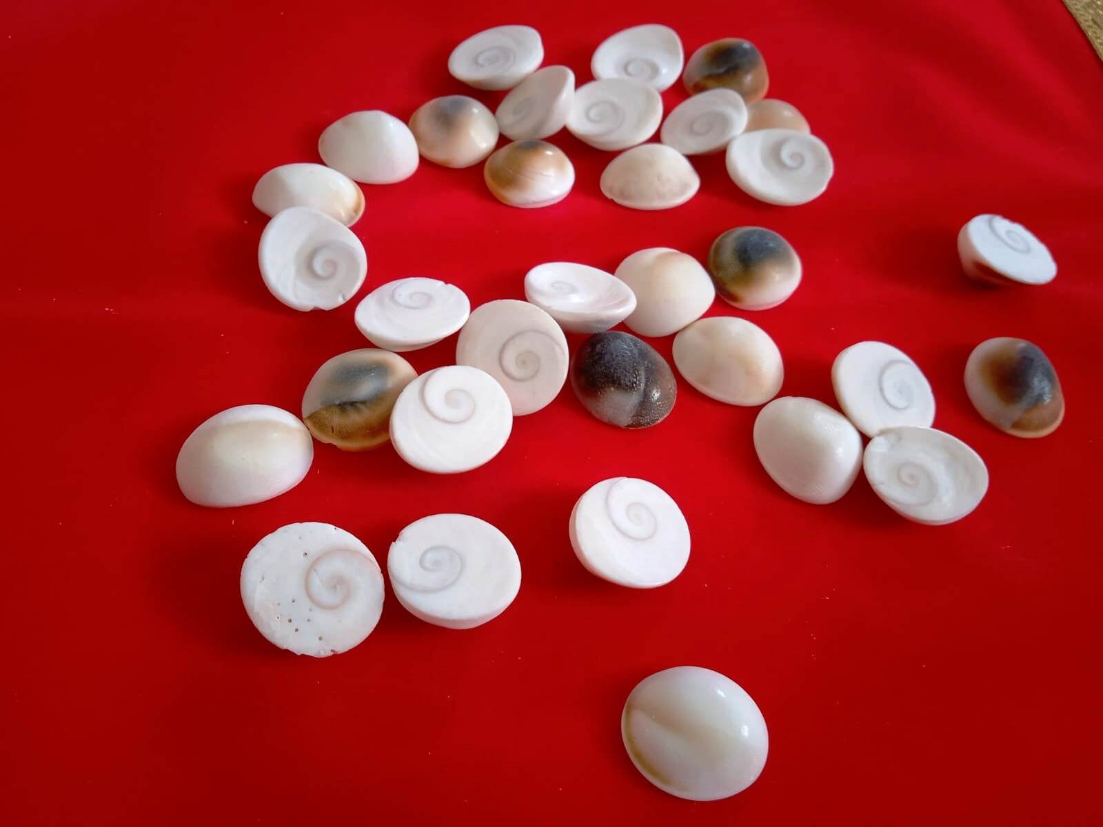 Shell Laxmi Gomati Chakra Shells: Lakshmi Pooja, Wealth, and Prosperity - Etsy UK