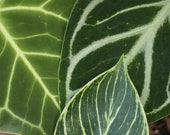 Grower 39 s Choice Philodendron Birkin Anthurium clarinervium Anthurium Crystal Hope, one of them