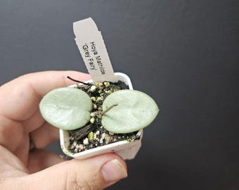 Hoya Mathilde 'grey Fairy', Rare Unicorn Hoya, Indoor Plant