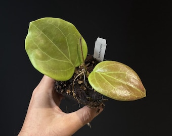 May include: A Hoya AH Karisma plant in a small pot with two prominent, heart-shaped leaves. The left leaf is light green with visible veining, while the right leaf shows a reddish-brown tint. A white plant tag with the text Hoya AH Karisma is visible.