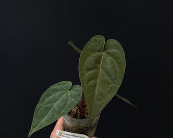 Seed Grown Anthurium Black Sweet X Fort Sherman Starter Plant (ALL