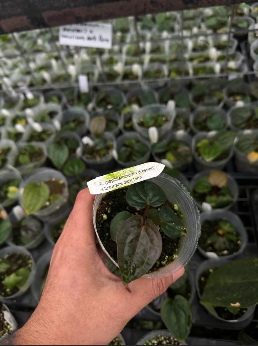 Anthurium Papillilaminum Dark Form - Etsy