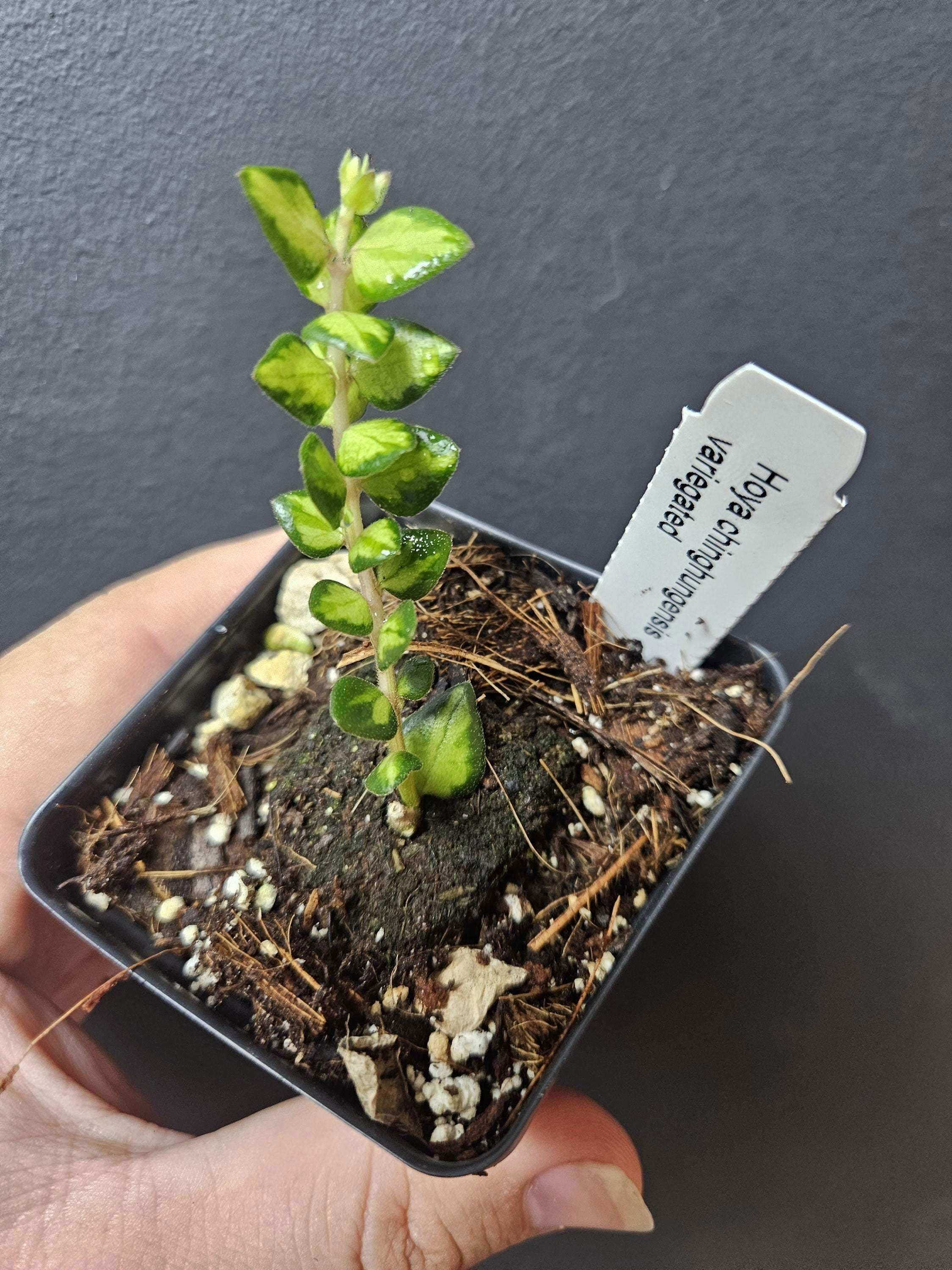 Hoya Chinghungensis Variegated - Etsy