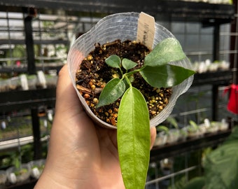 Anthurium wendlingeri (growers choice)