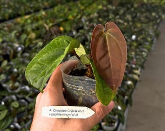 Scott Cohen Anthurium Antolakii (known as BVEP) X NSE Anthurium