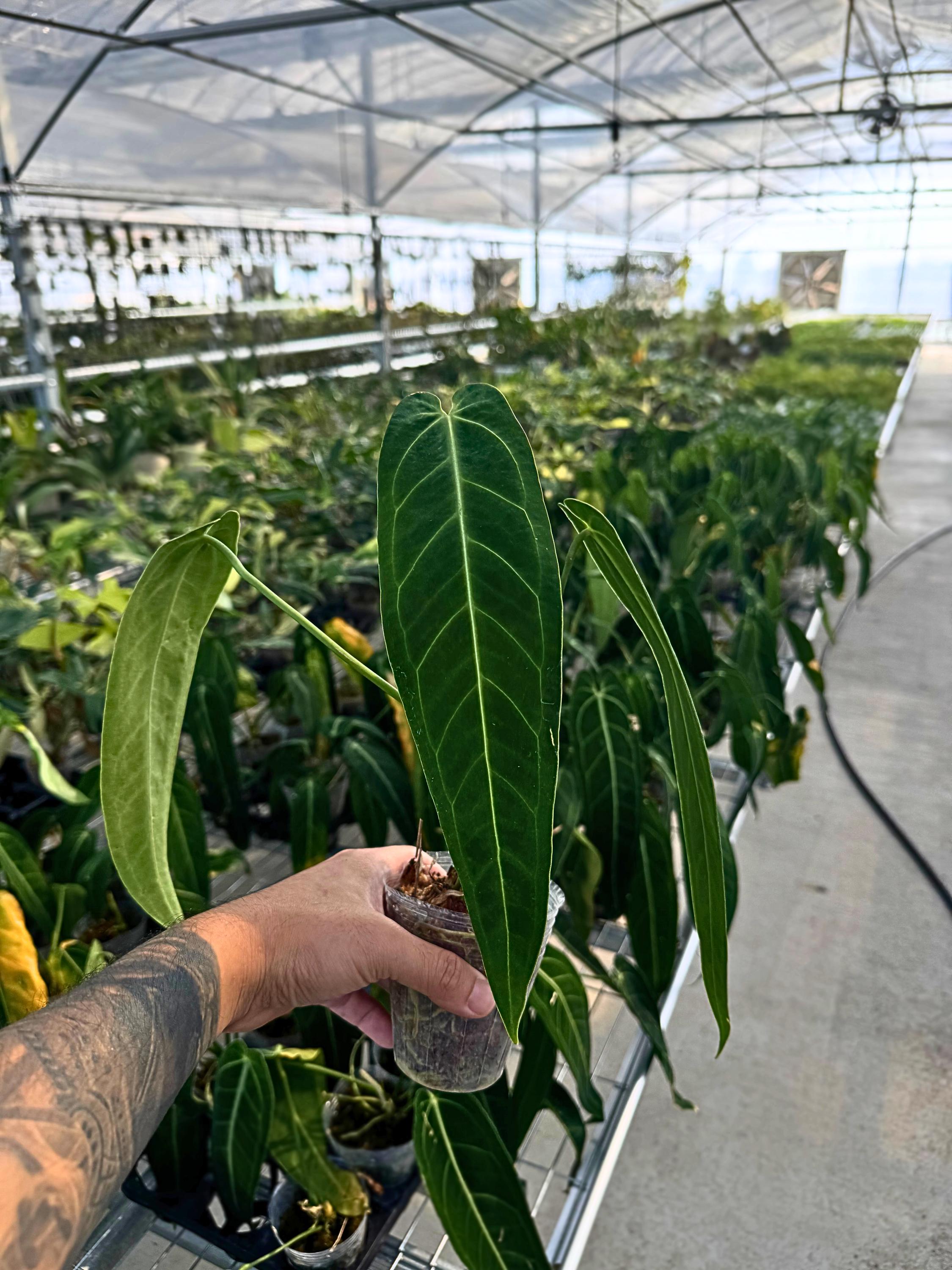 Anthurium Warocqueanum Dark Narrow - Etsy