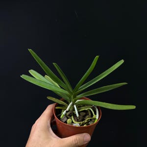 May include: A small green orchid plant with long, slender, pointed leaves growing in a brown plastic pot. The plant features visible white and green aerial roots extending over the top of the dark potting medium, which consists of bark chips.