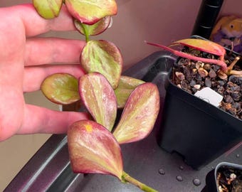Hoya oblongata, live plant