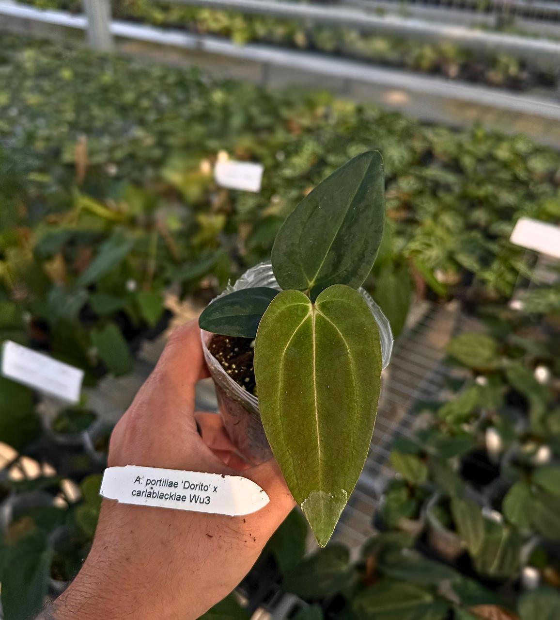 g*き様 アンスリウム　Portillae (Dorito) Scott × s g*き様 アンスリウム Portillae (Dorito) Scott × s Anthurium