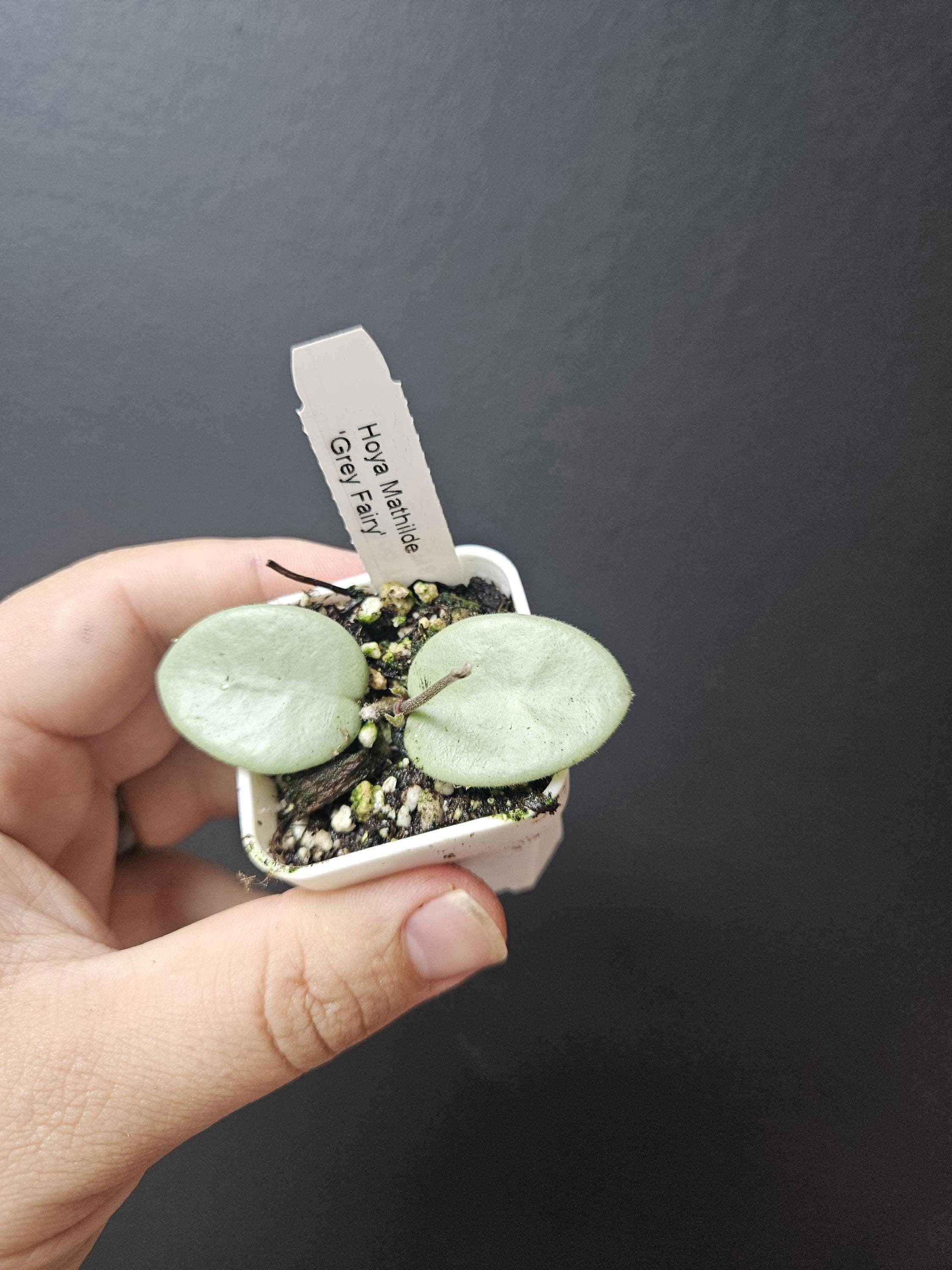その他観葉植物 hoya mathilde greyfairy Hoya Mathilde Grey Fairy Full Silver ROOTED and Growing! - Etsy