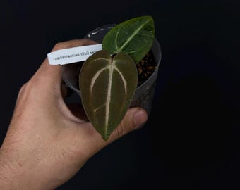 Anthurium Forgetii X Carlablackiae (buz1 X RA8) - Germinated Seeds