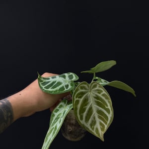 Skg Silver Anthurium - Etsy