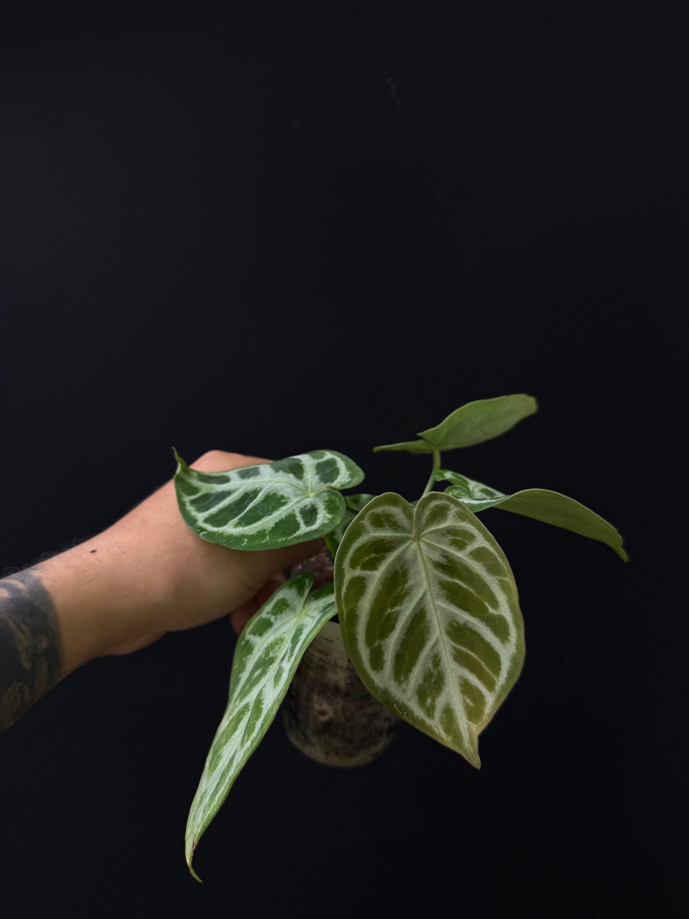 Anthurium Skg Silver - Etsy