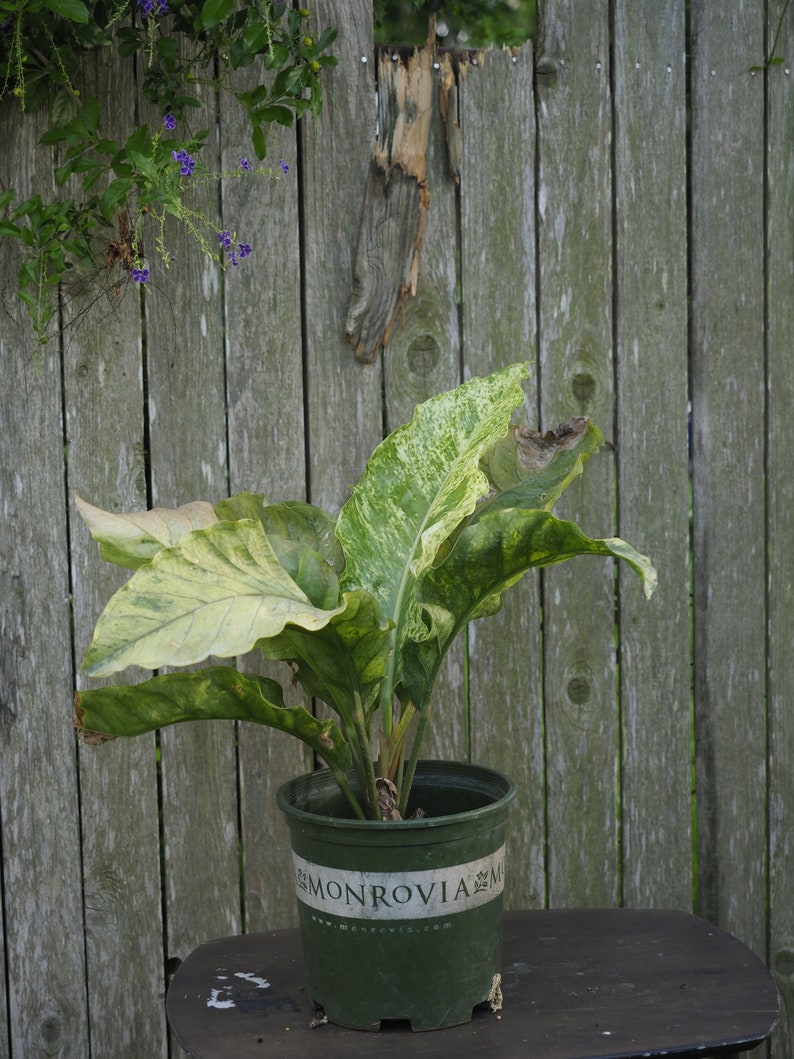 Huge Size Variegated Bird Nest Anthurium Anthurium Camo Unpredictable Pattern In 3 Gallon Pot Outdoor Gardening Plants Vadel Com