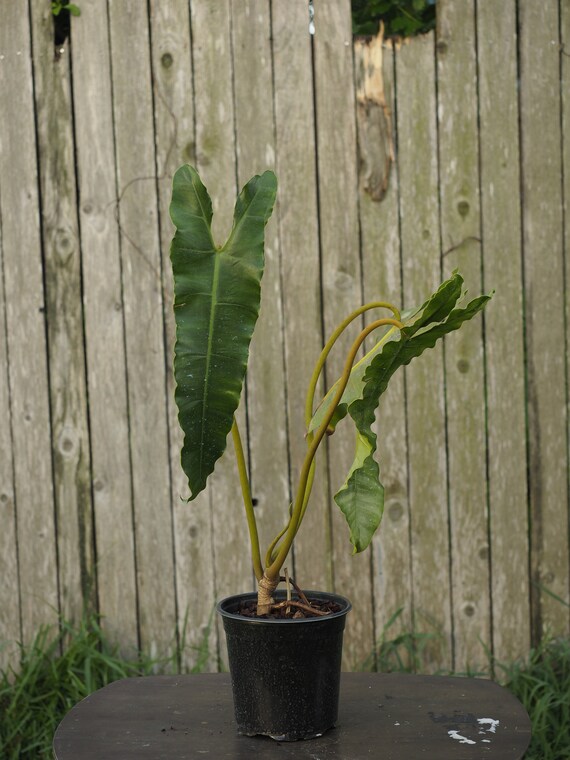 As Is Philodendron Billietiae Gigantic Plant In 1 Gallon Etsy