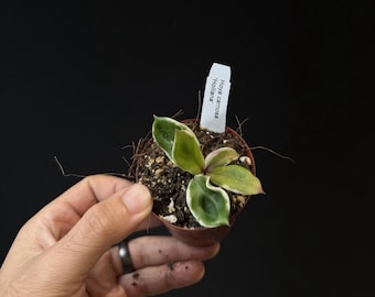 May include: A small Hoya carnosa 'Holliana' plant in a brown plastic pot with dark soil. The plant features variegated leaves with green centres and cream-coloured edges. A white rectangular plant marker is inserted in the soil with the text Hoya carnosa 'Holliana' printed on it.
