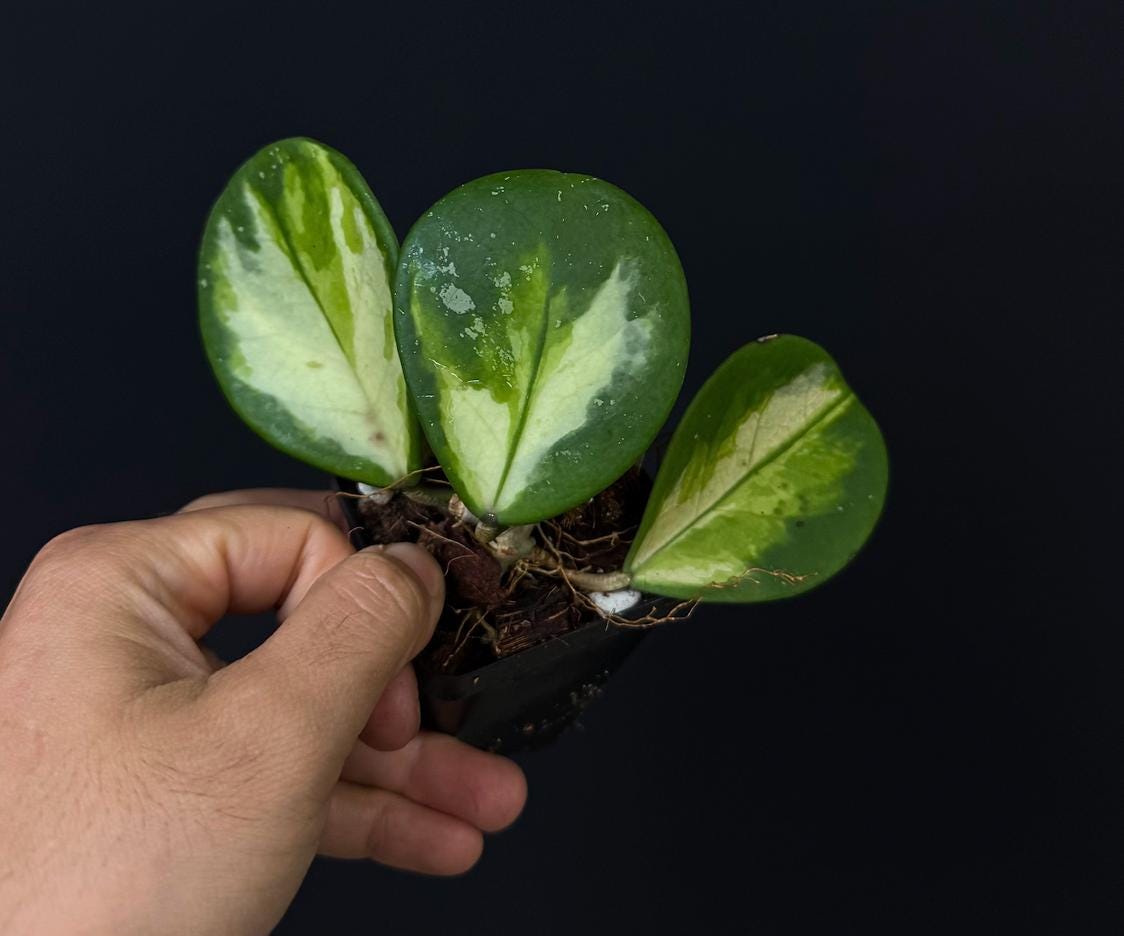 Hoya Obovata Splash Variegated - Etsy