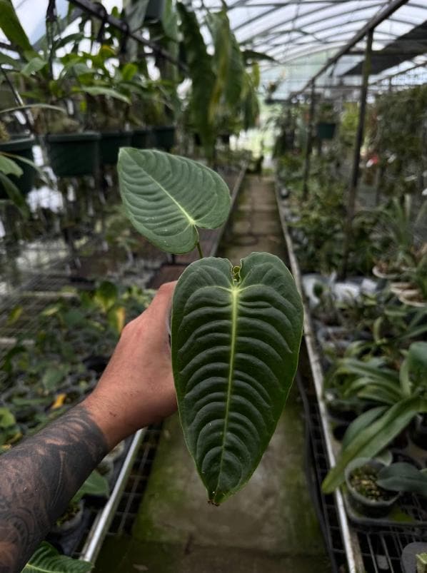 Anthurium Veitchii Narrow - Etsy Anthurium Veitchii Narrow - Etsy