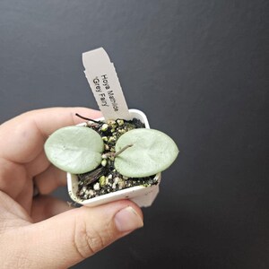 Hoya Mathilde Grey Fairy Full Silver ROOTED and Growing! - Etsy