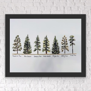 Rij dennenbomen, aquarel bos bomen schets illustratie, lijn van boom gelabelde tekeningen afdrukken, aquarel winter dennenboom schets,