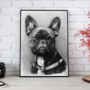 May include: Black and white pencil drawing of a French Bulldog with a serious expression. The dog is wearing a leather collar.