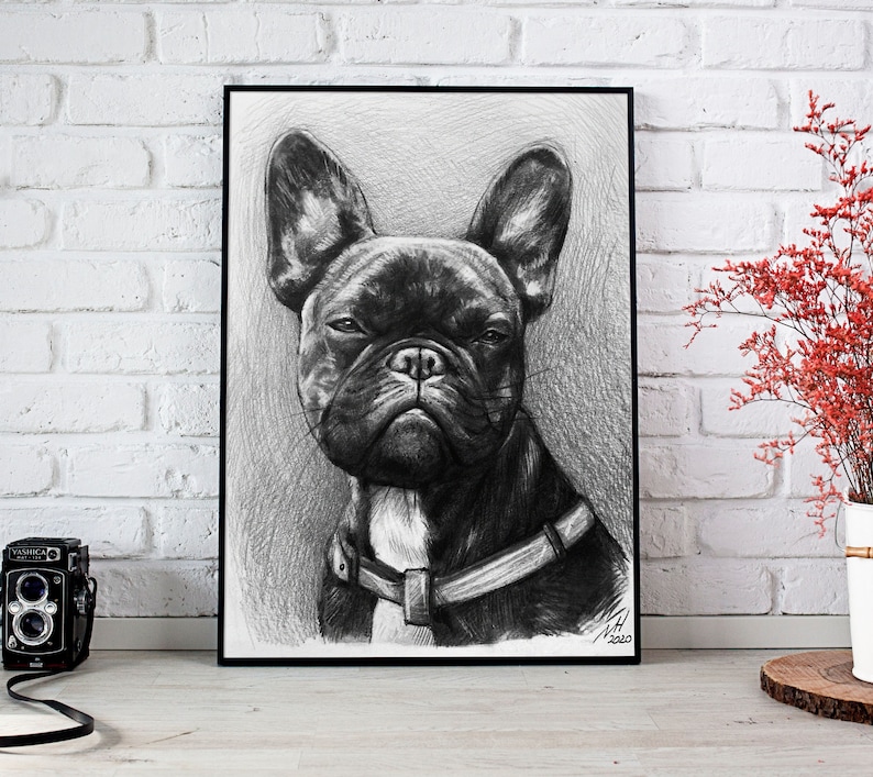 May include: Black and white pencil drawing of a French Bulldog with a serious expression. The dog is wearing a leather collar.