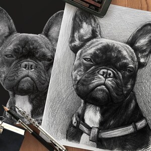 May include: A black and white pencil drawing of a French Bulldog with a serious expression. The dog is looking directly at the viewer and has a collar around its neck.