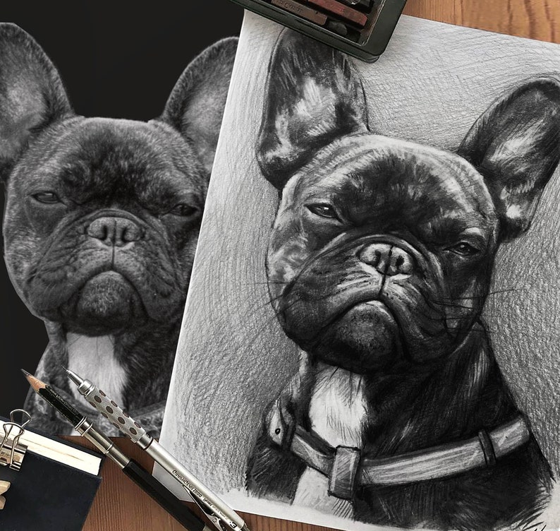 May include: A black and white pencil drawing of a French Bulldog with a serious expression. The dog is looking directly at the viewer and has a collar around its neck.