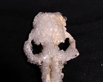 Clear Quartz Crystallized Partial Rabbit Oryctolagus cuniculus Skull