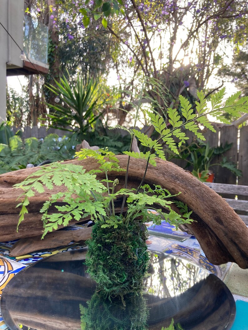 Mother Fern Kokedama Etsy