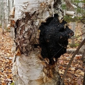 2-4 oz Chaga Mushroom (Inonotus obliquus) Triple-Extract Tincture