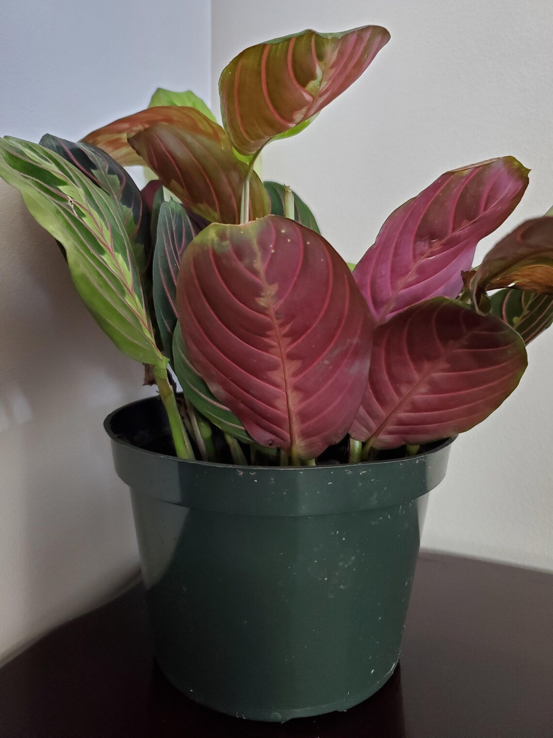 Red Maranta Prayer Plant 6 inch Etsy