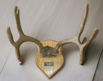7 point white tail deer Copco Lake CA. mounted Tropy Oct 1986 Cabin Decor
