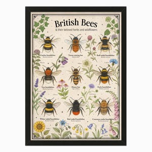 May include: A framed print titled "British Bees" featuring illustrations of various bee species and wildflowers. The artwork showcases detailed depictions of bees, including Garden bumblebee, and Honey bee, with botanical elements in a vintage style.