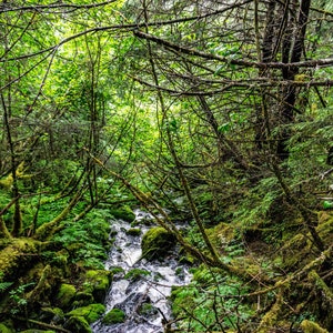 Alaska Forest