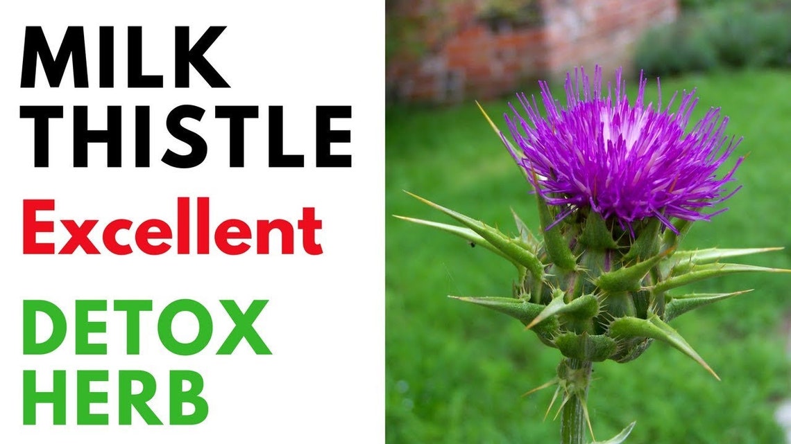 Milk Thistle Capsules 100 Organic Dr Sebi All Natural NONGMO Etsy