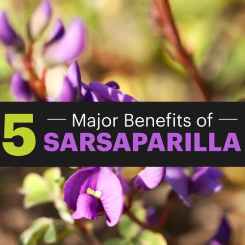 Sarsaparilla Capsules Root Powder (Smilax ornata) Tu Fu Ling All Natural Dr Sebi