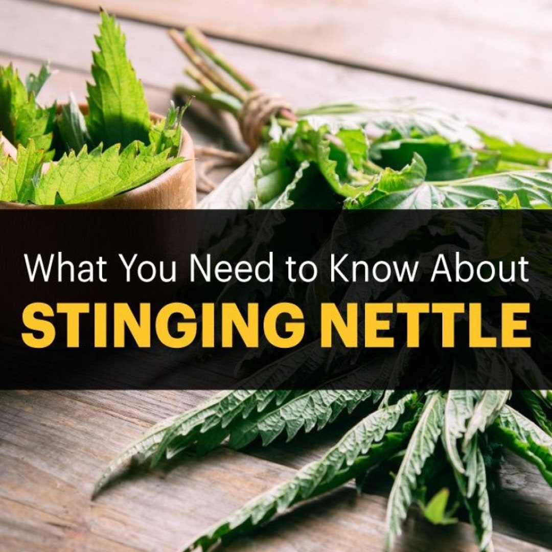 Nettle Leaf Capsules 100 Organic Stinging Leaf Dr Sebi MADE Etsy