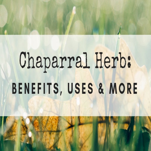 Chaparral Leaf Capsules 100% Organic All Natural Dr Sebi