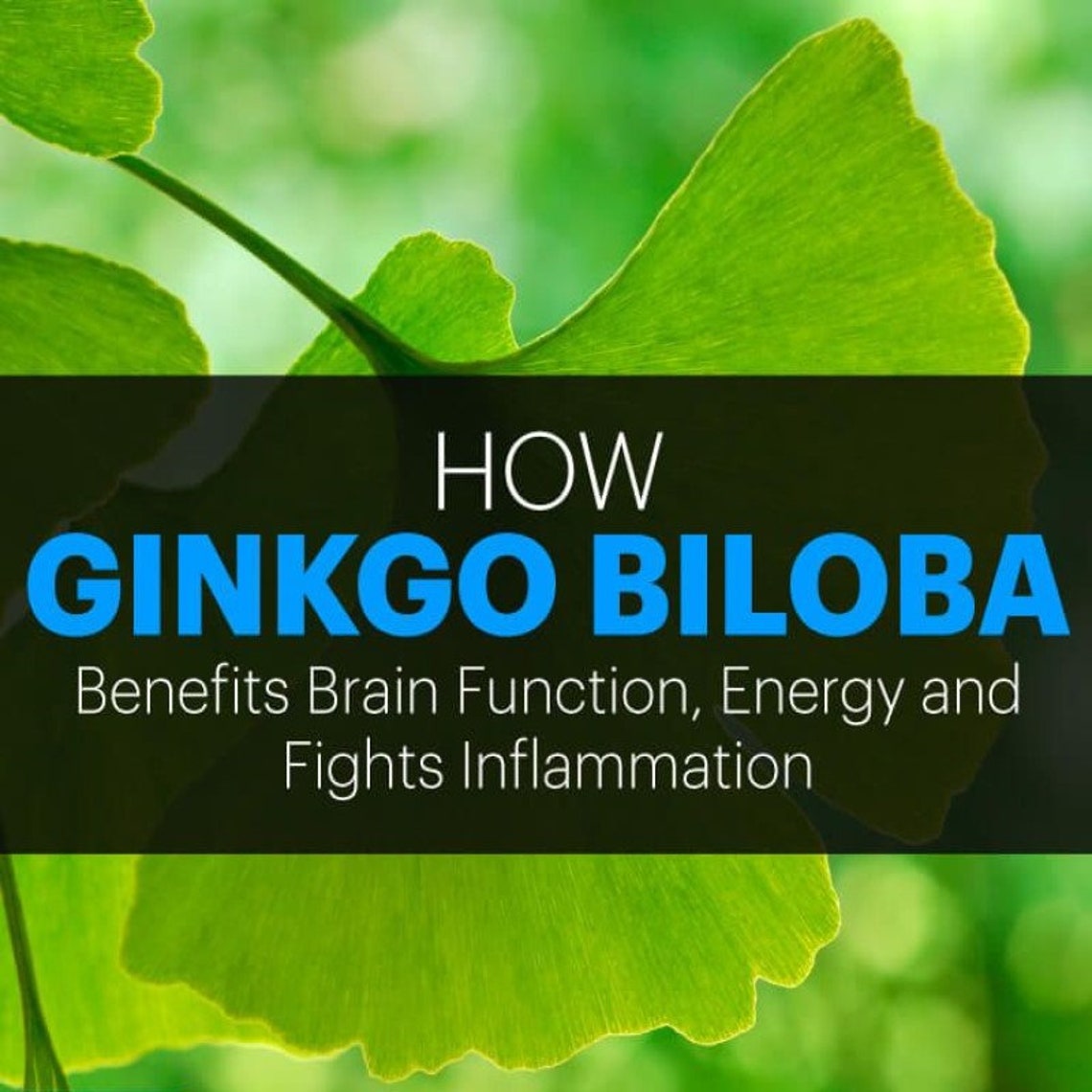Ginkgo Biloba Capsules Leaves Powder 100 Organic TCM Yin Xing Etsy