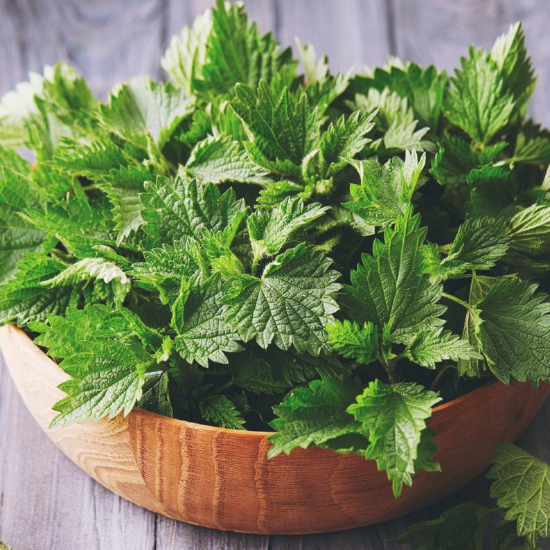 Nettle Leaf Capsules 100 Organic Stinging Leaf Dr Sebi MADE Etsy